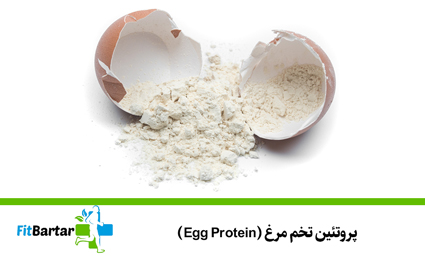 پروتئین تخم مرغ (Egg Protein)