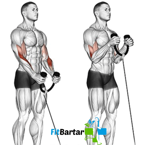 جلو بازو چکشی با طناب (Cable Hammer Curl)