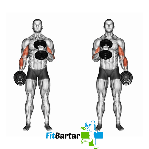 جلو بازو چکشی با دمبل