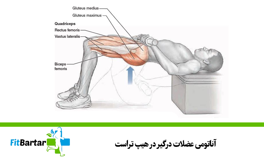 آناتومی عضلات درگیر در هیپ تراست