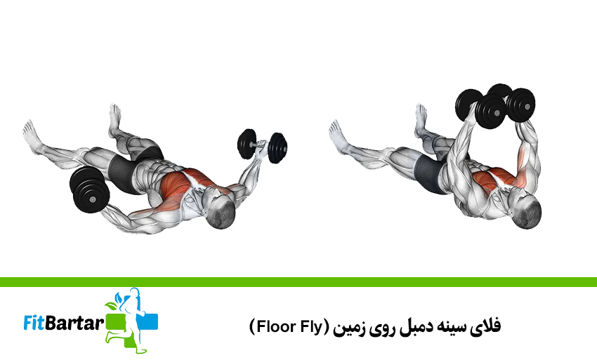 فلای سینه دمبل روی زمین (Floor Fly)