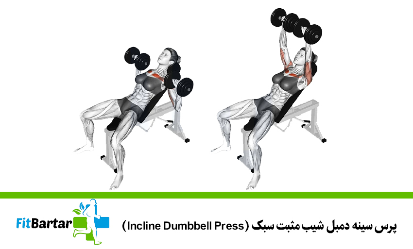 پرس سینه دمبل شیب مثبت سبک (Incline Dumbbell Press)