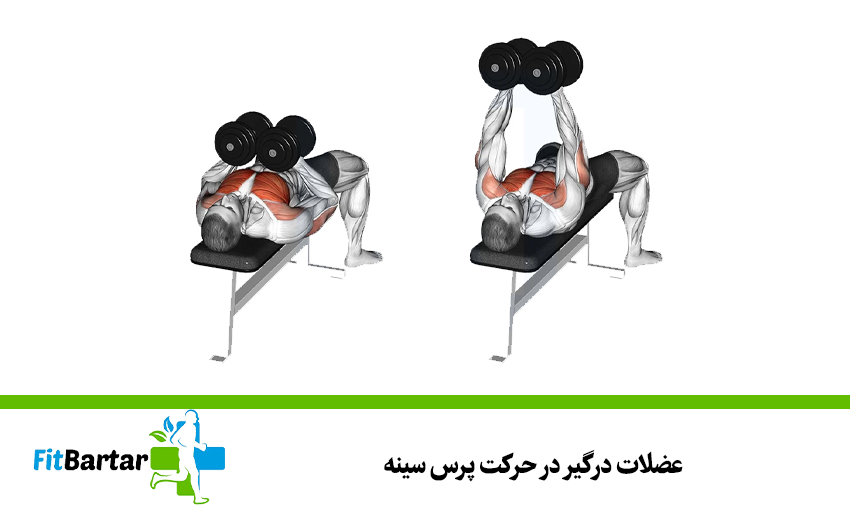 عضلات درگیر در حرکت پرس سینه