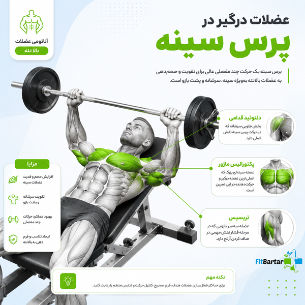 عضلات درگیر در پرس سینه